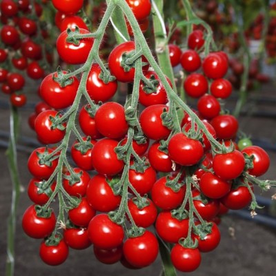 Семена томата индетерминантного СТ-25 F1, ранняя новинка!!!, (250 сем.) Lark Seeds